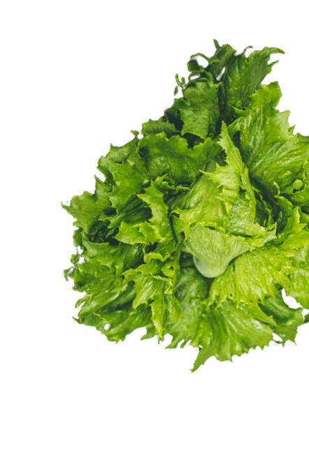 lettuce img